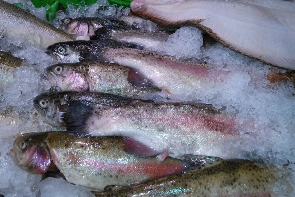 В Смоленской области за полгода произведено 592 тонны рыбы
