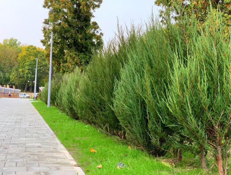 225 новых растений высадили в Парке Пионеров в Смоленске