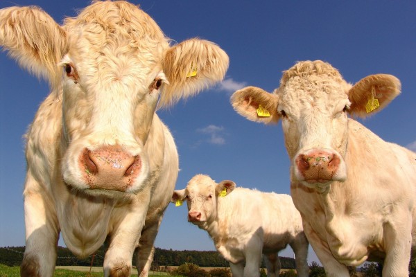 Молочное скотоводство является локомотивом развития экономики Смоленщины