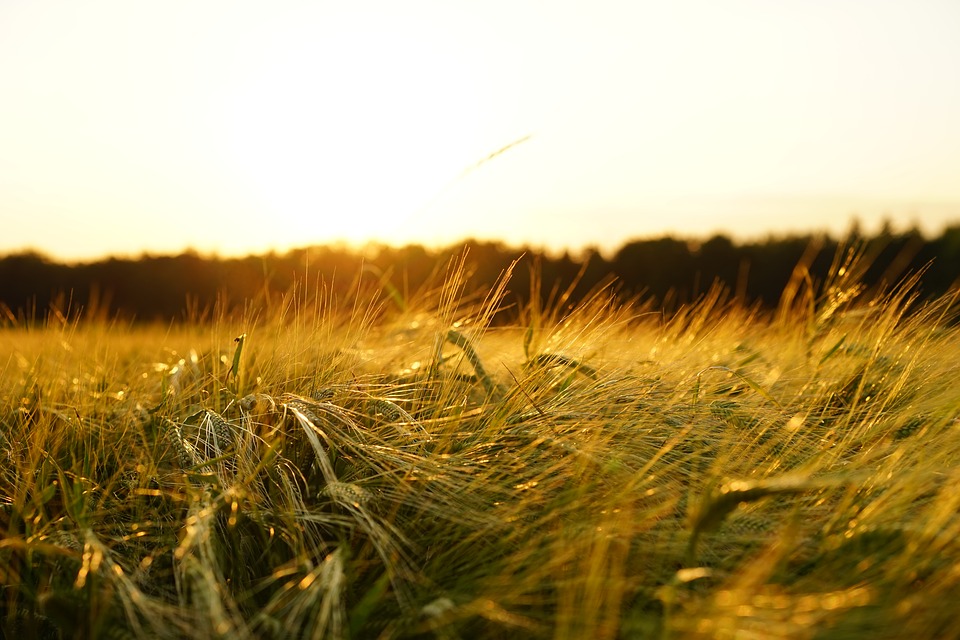 684,79 га земли в Смоленской области вовлекли в сельскохозяйственный оборот