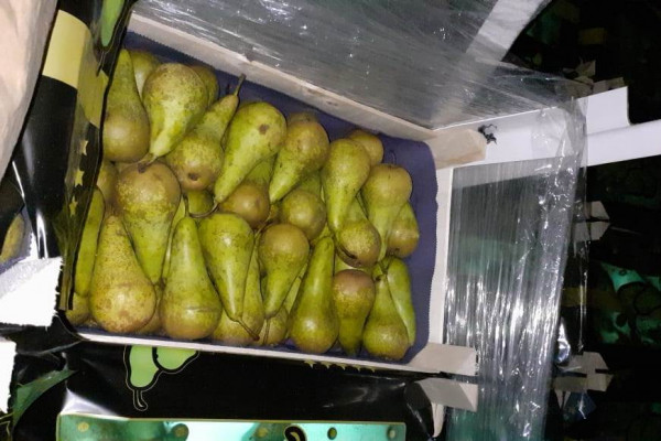 Смоленские таможенники обнаружили 80 тонн санкционных груш 