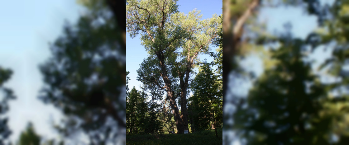 Смоленский «Тополь графа Панина» продолжает борьбу за звание дерева России