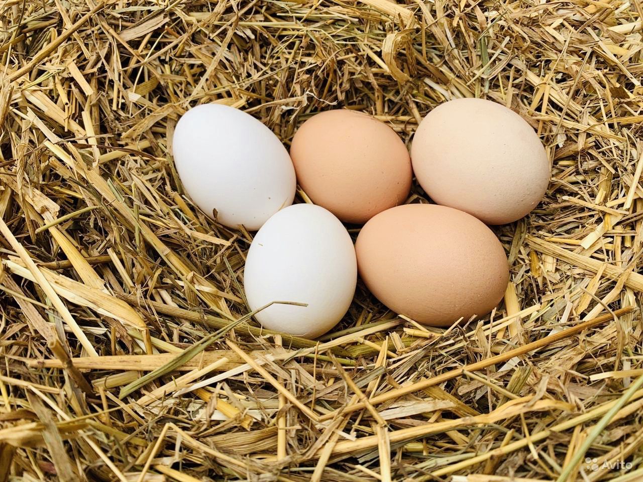 150 миллионов штук яиц произведено в сельхозорганизациях Смоленской области  