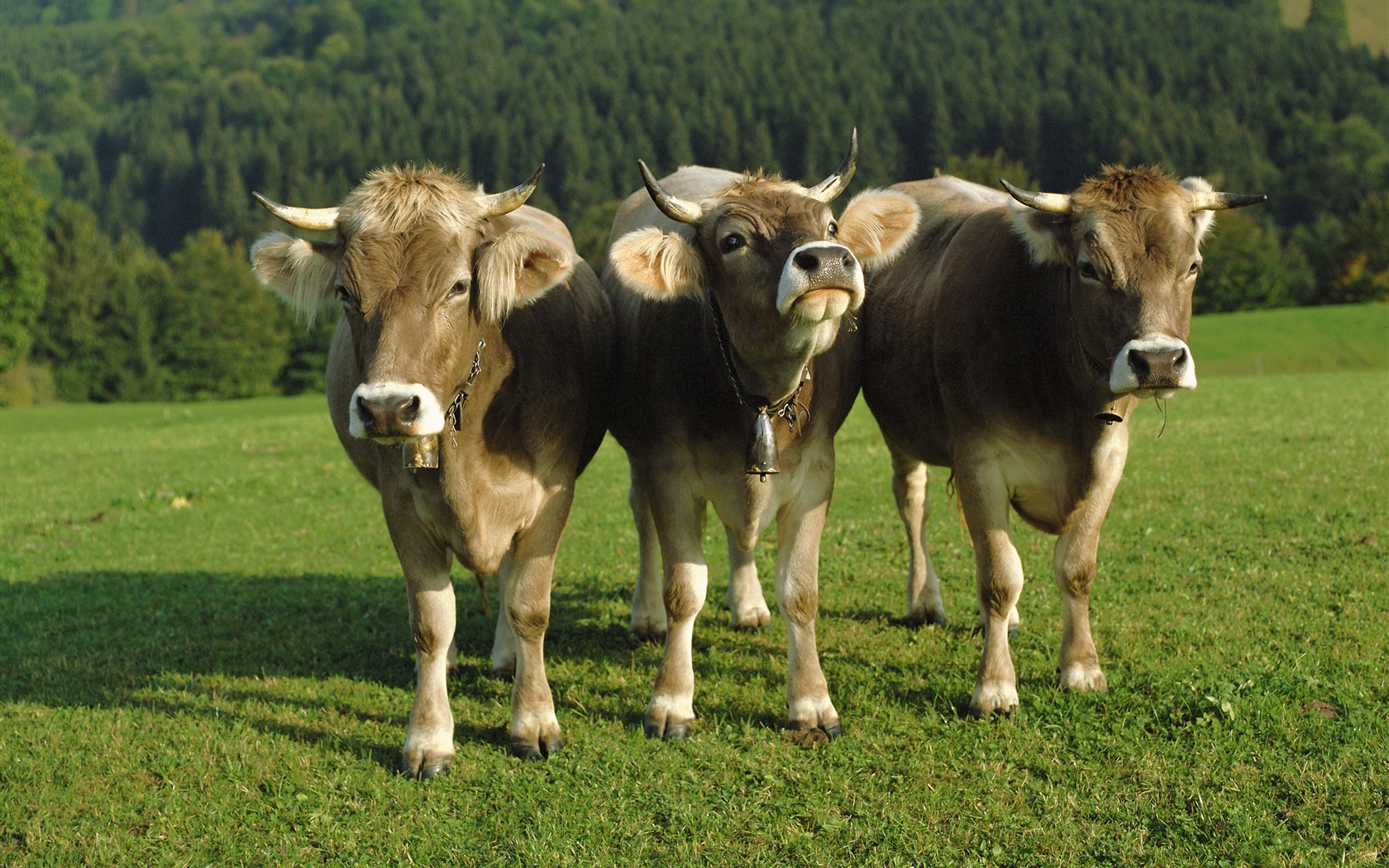 25 коров бурой швицкой породы из Велижского района экспортировали в Абхазию 