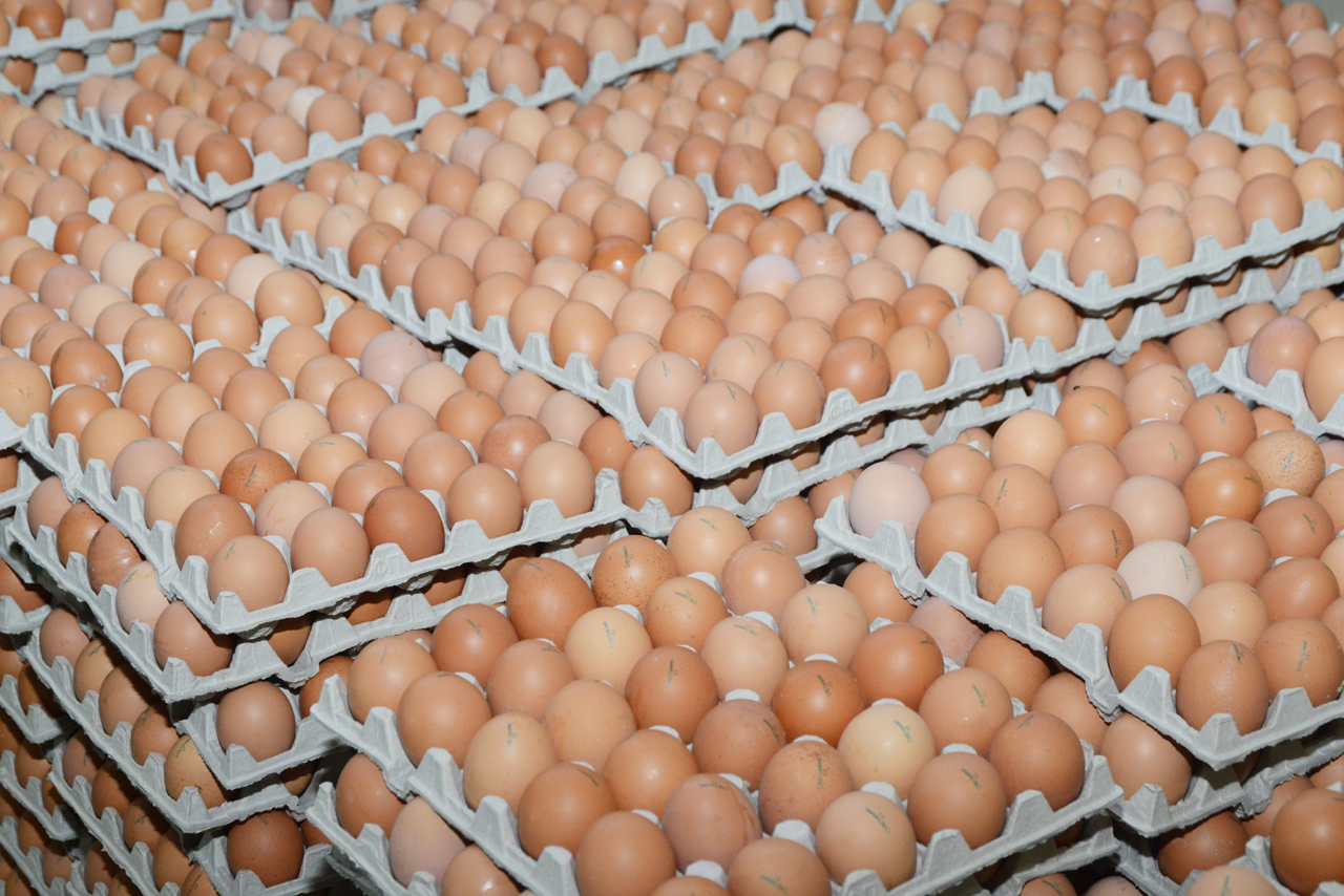 Смоленская птицефабрика «Сметанино» увеличивает объемы производства