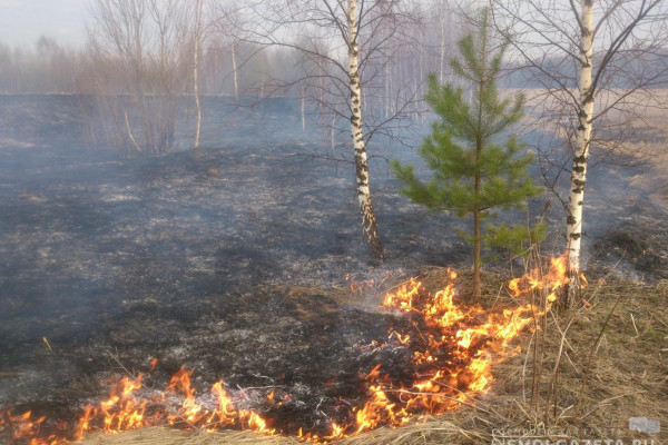 В Смоленской области зарегистрировали 715 палов сухой травы с начала года