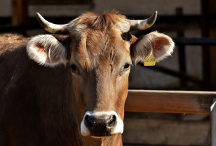 26 сельхозорганизаций на Смоленщине специализируются на мясном скотоводстве