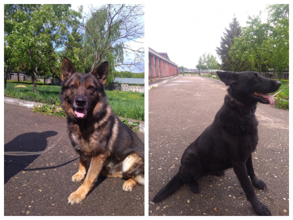 В Смоленске полицейские собаки Лондон и Мерлин ищут новых хозяев