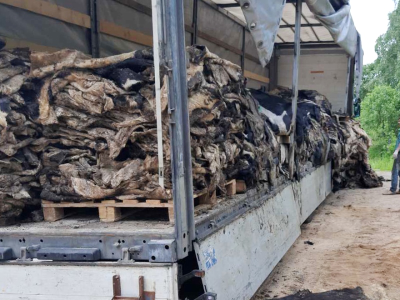 В Смоленской области пресекли ввоз 20 тонн шкур крупного рогатого скота 