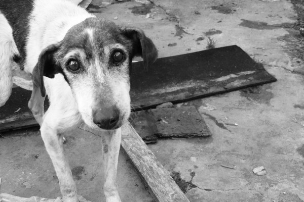 В Смоленске собака провалилась в фундамент недостроенного гаража