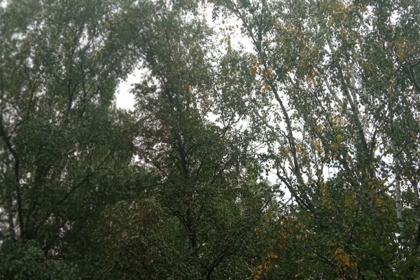 В понедельник, 3-го октября в Смоленской области ожидаются дожди