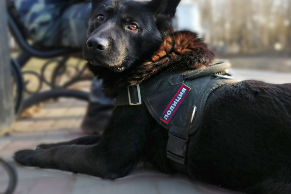 В Смоленской области приглашают на работу проводников служебных собак