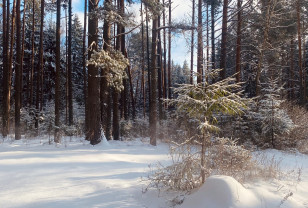 В Смоленской области ночью местами подморозит до -18°C