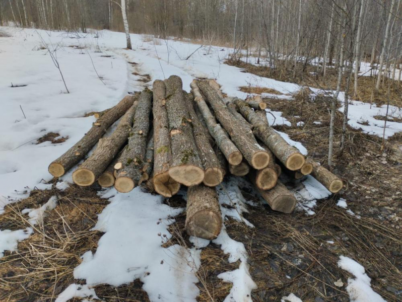 Житель Смоленской области подозревается в незаконной рубке леса