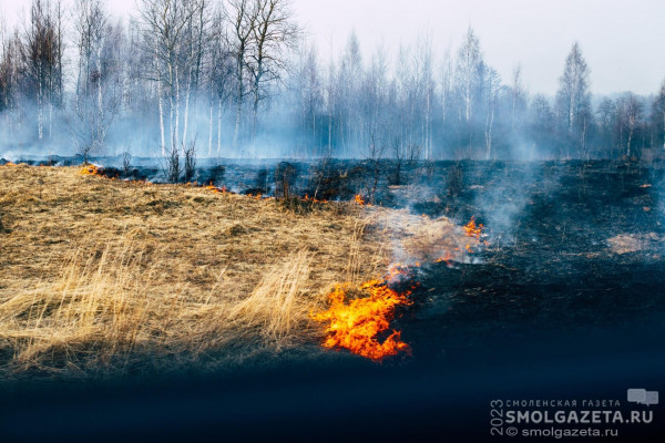 1118 палов травы зафиксировали в Смоленской области с начала года