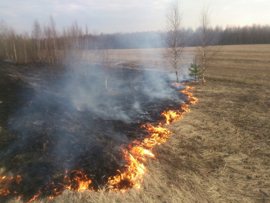 В Велижском районе Смоленской области выявили лесной пожар