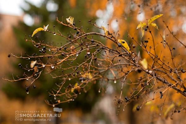 9 ноября погода в Смоленске существенно не изменится