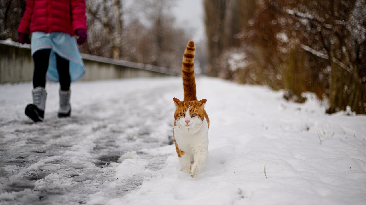 23 декабря в Смоленске ожидаются осадки в виде снега и мокрого снега