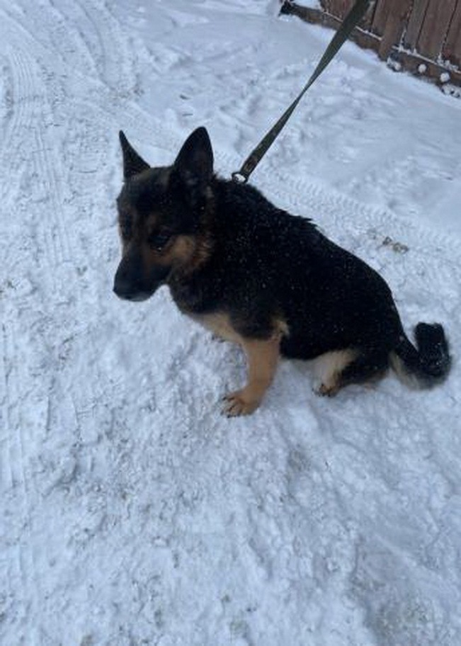 В Смоленске полицейская собака Честа ищет новых хозяев