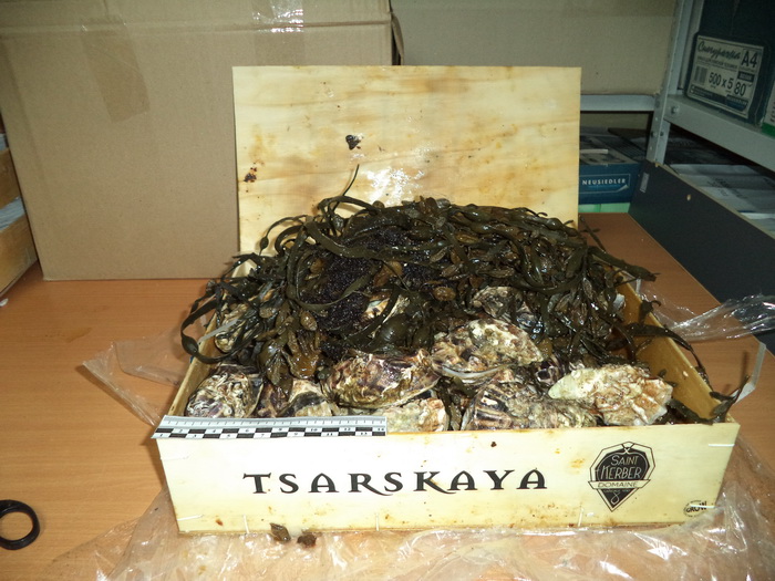 В Смоленской области обнаружили 700 килограммов морских деликатесов в фуре с мебелью